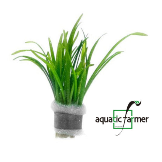 [SG READY STOCKS Live Aquatic Plant] Sagittaria subulata in lead bunch by Aquatic Farmer