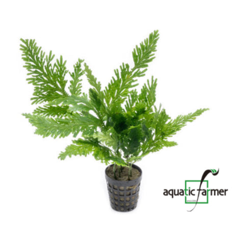 [SG READY STOCKS Live Terrarium Plant] Selaginella willdenowii Potted by Aquatic Farmer