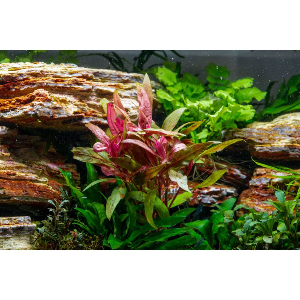 [SG READY STOCKS Live Aquatic Plant] Alternanthera reineckii by Aquatic Farmer