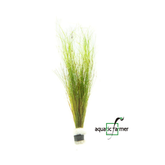 [SG READY STOCKS Live Aquatic Plant] Hairgrass in Lead Bunch by Aquatic Farmer