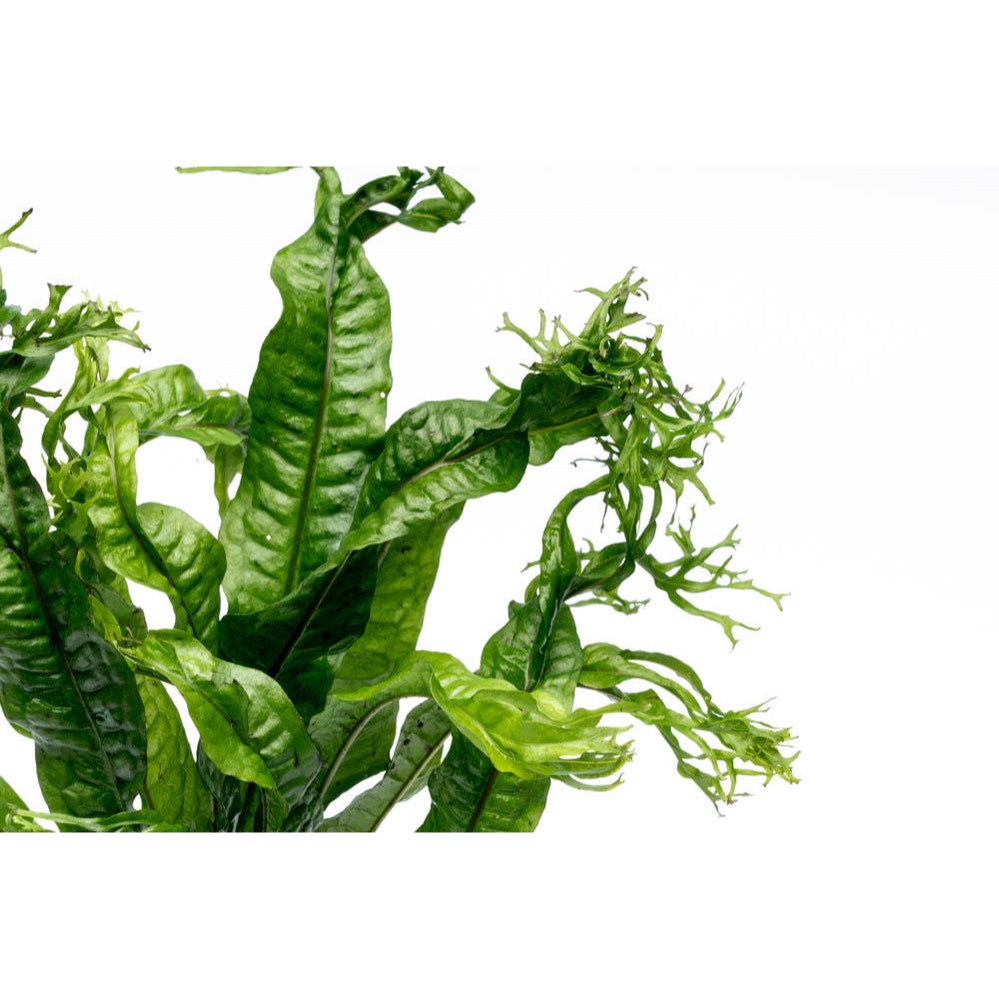 [SG READY STOCKS Live Aquatic Plant] Java Fern “Windelov” on driftwood by Aquatic Farmer