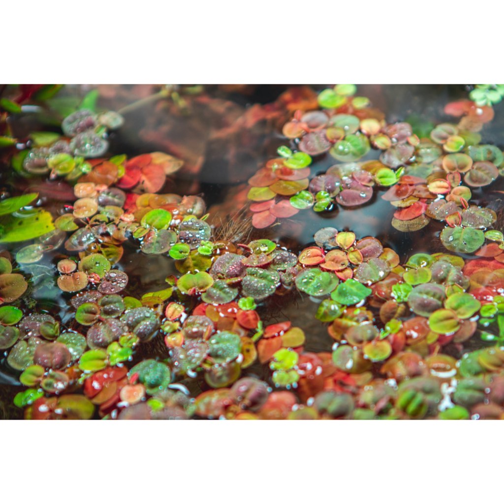 [SG READY STOCKS Live Aquatic Floating Plant] Phyllanthus fluitans (Red root floaters) by Aquatic Farmer