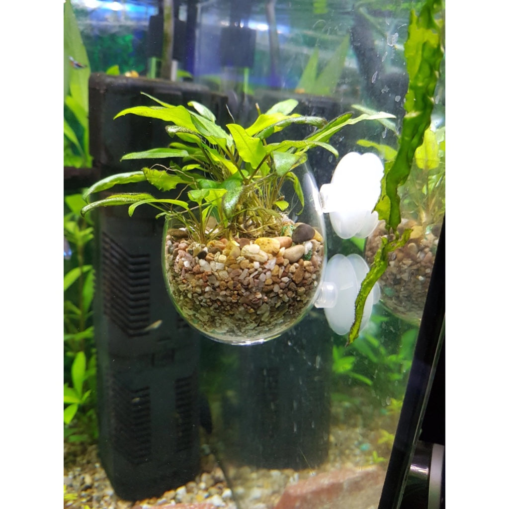 Glass Grow Cup by Aquatic Farmer