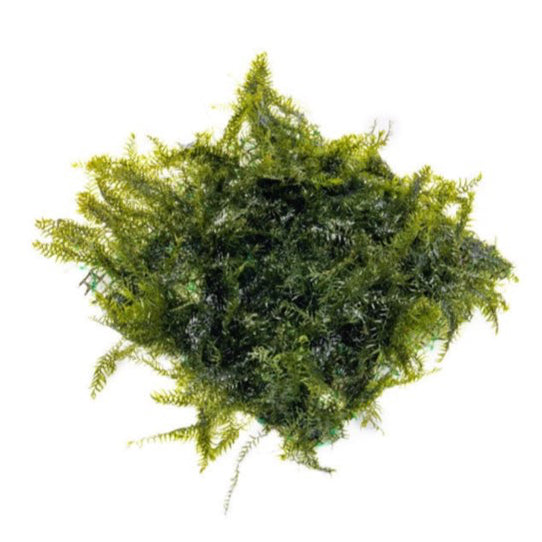 [SG READY STOCKS Live Aquatic Plant] Assorted moss on wire mesh by Aquatic Farmer
