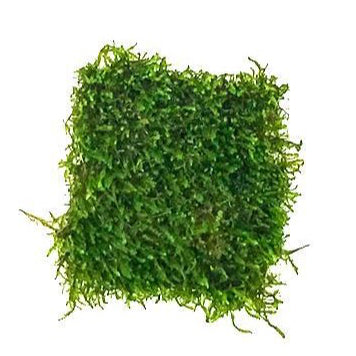 [SG READY STOCKS Live Aquatic Plant] Assorted moss on wire mesh by Aquatic Farmer