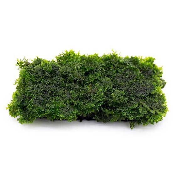 [SG READY STOCKS Live Aquatic Plant] Assorted moss on wire mesh by Aquatic Farmer