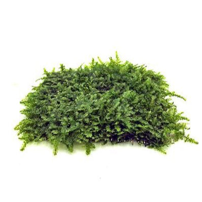 [SG READY STOCKS Live Aquatic Plant] Assorted moss on wire mesh by Aquatic Farmer