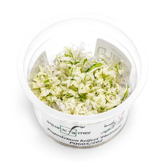 [SG READY STOCKS Live Aquatic Tissue Culture Plant] Pogostemon helferi 'Platinum' by Aquatic Farmer
