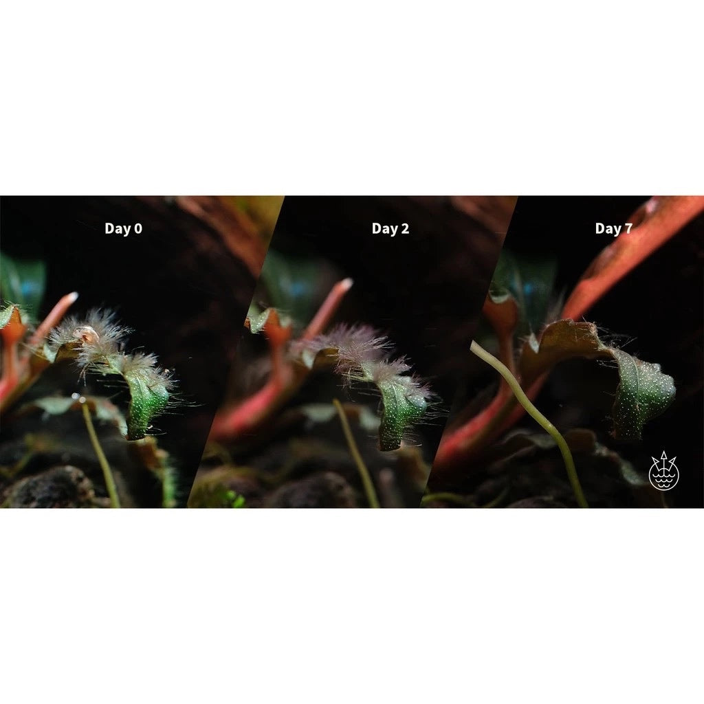 The 2HR Aquarist APT Fix Algae Treatment (100ml/200ml/300ml/500ml)