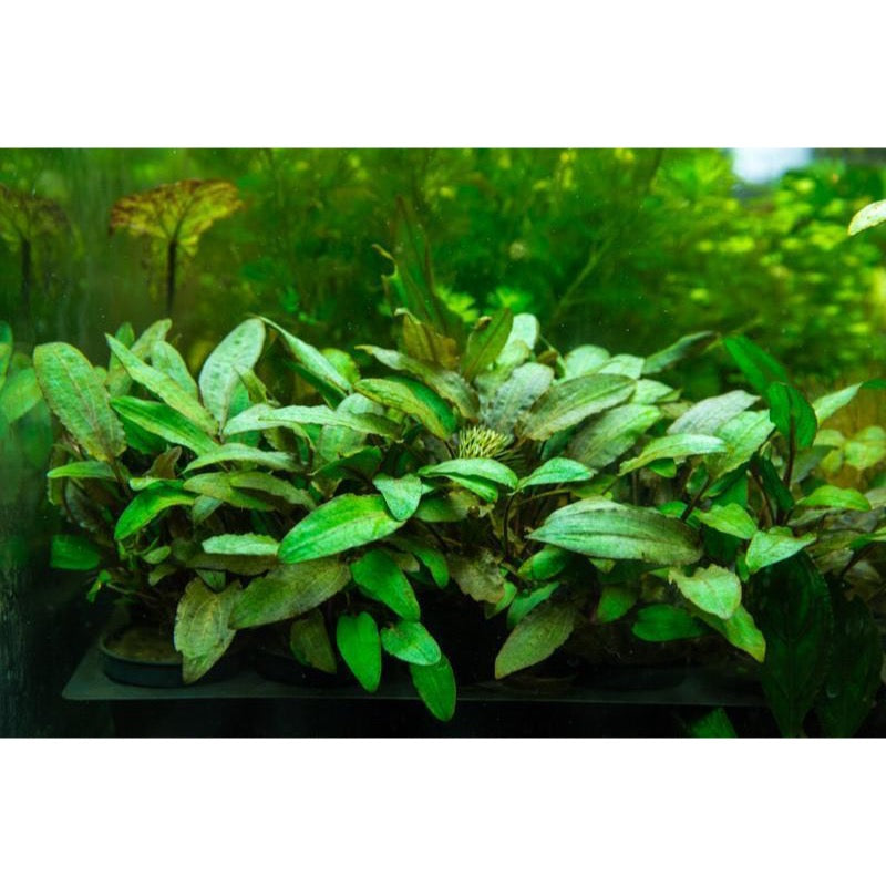 [SG READY STOCKS Live Aquatic Plant] Cryptocoryne wendtii Brown Potted by Aquatic Farmer