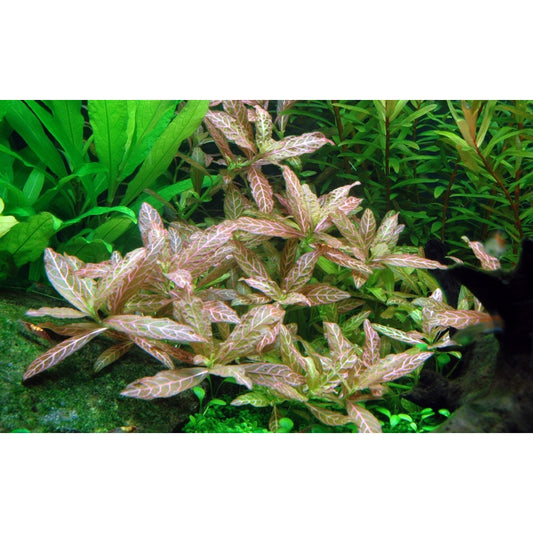 [SG READY STOCKS Live Aquatic Plant] Hygrophila polysperma 'rosanervig' in Lead Bunch by Aquatic Farmer
