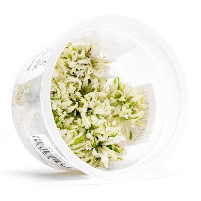 [SG READY STOCKS Live Aquatic Tissue Culture Plant] Pogostemon helferi 'Platinum' by Aquatic Farmer