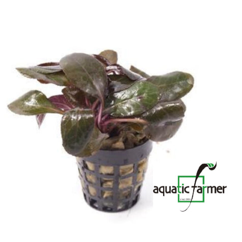 [SG READY STOCKS Live Aquatic Plant] Lobelia cardinalis Red Potted by Aquatic Farmer