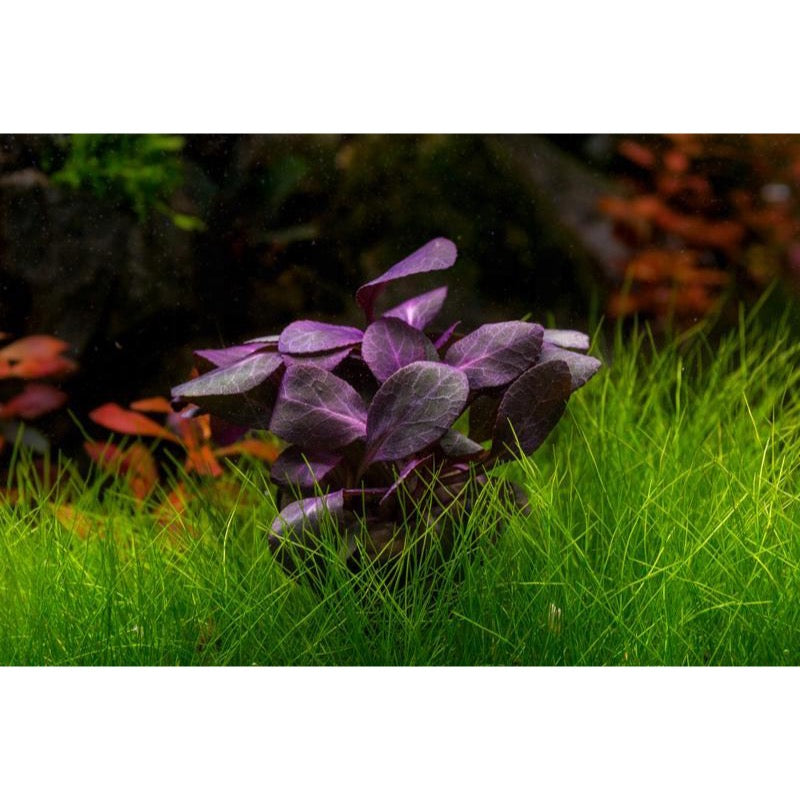 [SG READY STOCKS Live Aquatic Plant] Lobelia cardinalis Red Potted by Aquatic Farmer