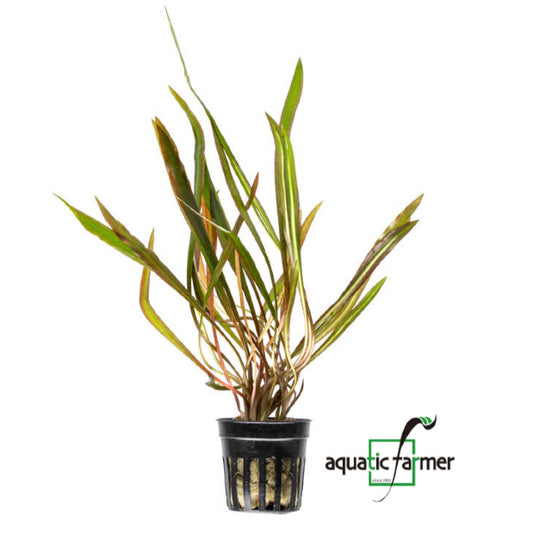 [SG READY STOCKS Live Aquatic Plant] Cryptocoryne spiralis Red Potted by Aquatic Farmer