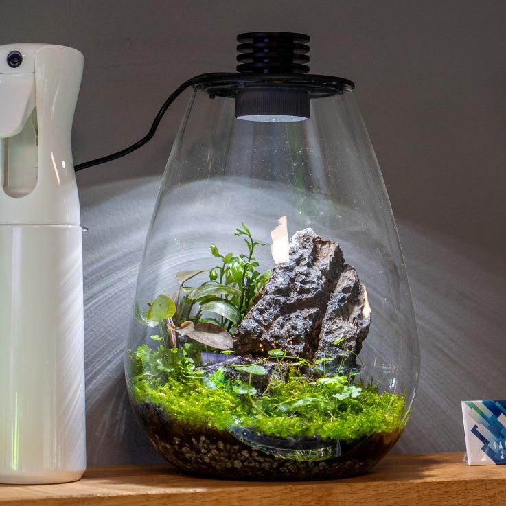 Aquascape and Fish Tank Setup Service