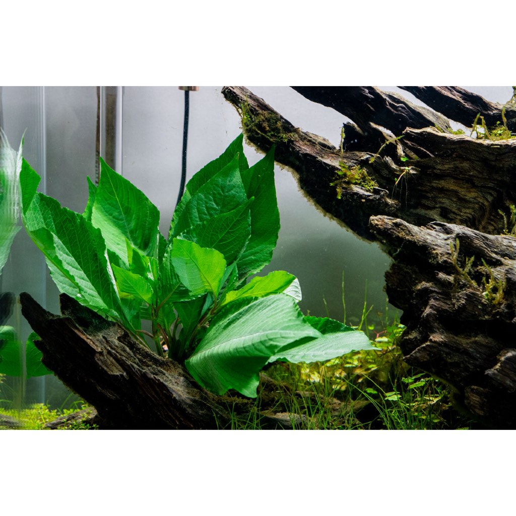 [SG READY STOCKS Live Aquatic Plant] Hygrophila Corymbosa 'Compact' in Lead Bunch by Aquatic Farmer
