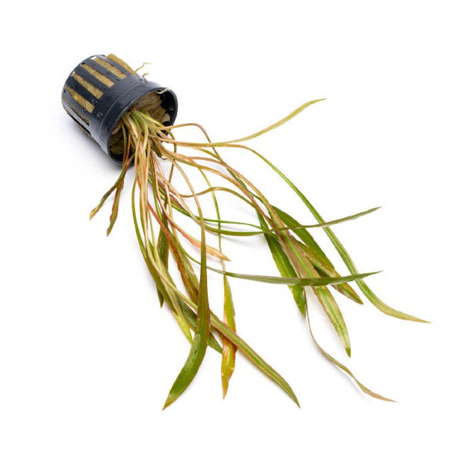 [SG READY STOCKS Live Aquatic Plant] Cryptocoryne spiralis Red Potted by Aquatic Farmer