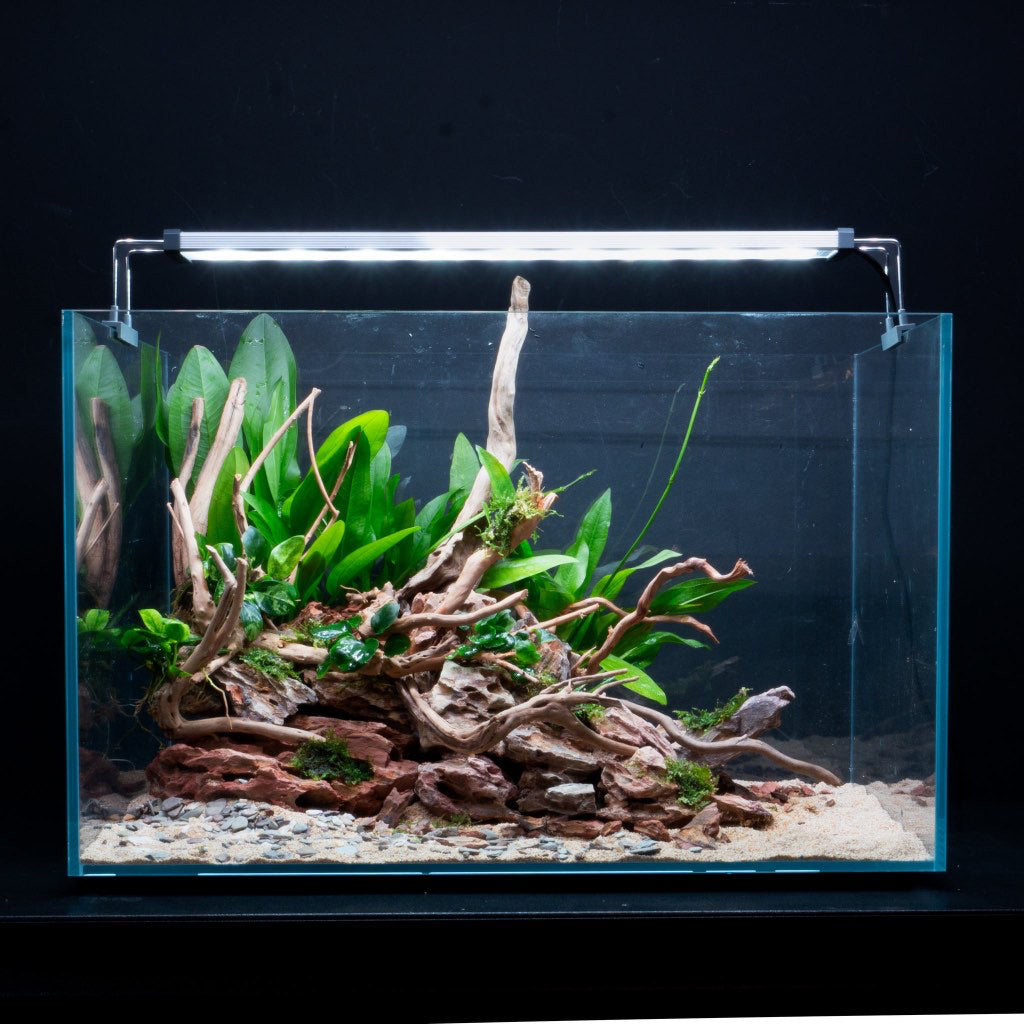 Aquascape and Fish Tank Setup Service