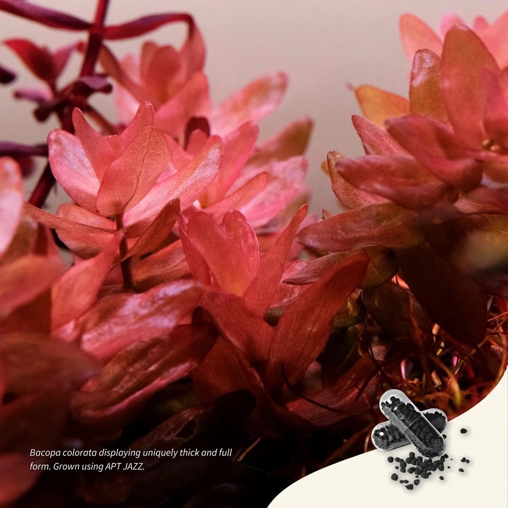 The 2HR Aquarist APT Jazz Root Tablets