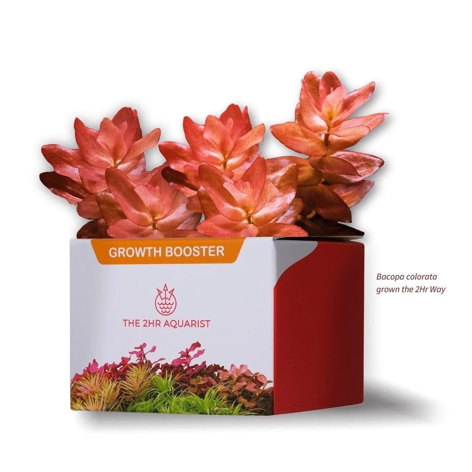 The 2HR Aquarist APT Jazz Root Tablets