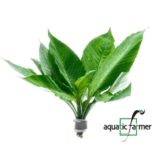 [SG READY STOCKS Live Aquatic Plant] Hygrophila Corymbosa 'Compact' in Lead Bunch by Aquatic Farmer