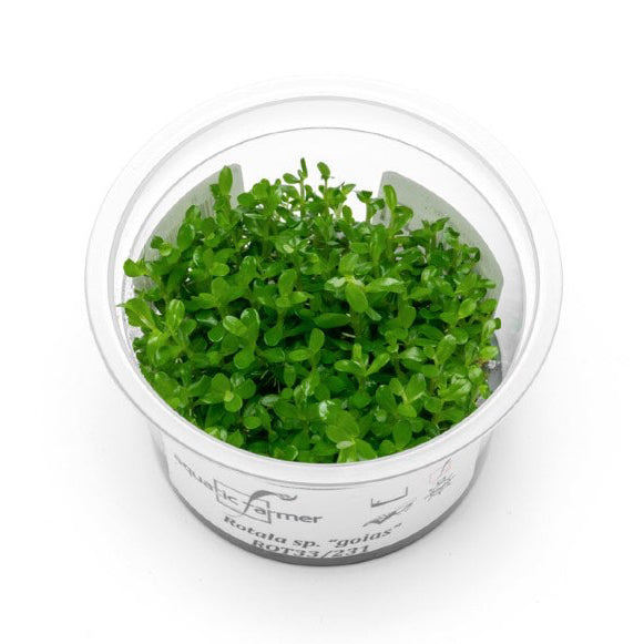 SG READY STOCKS Live Aquatic Tissue Culture Plant by Aquatic Farmer