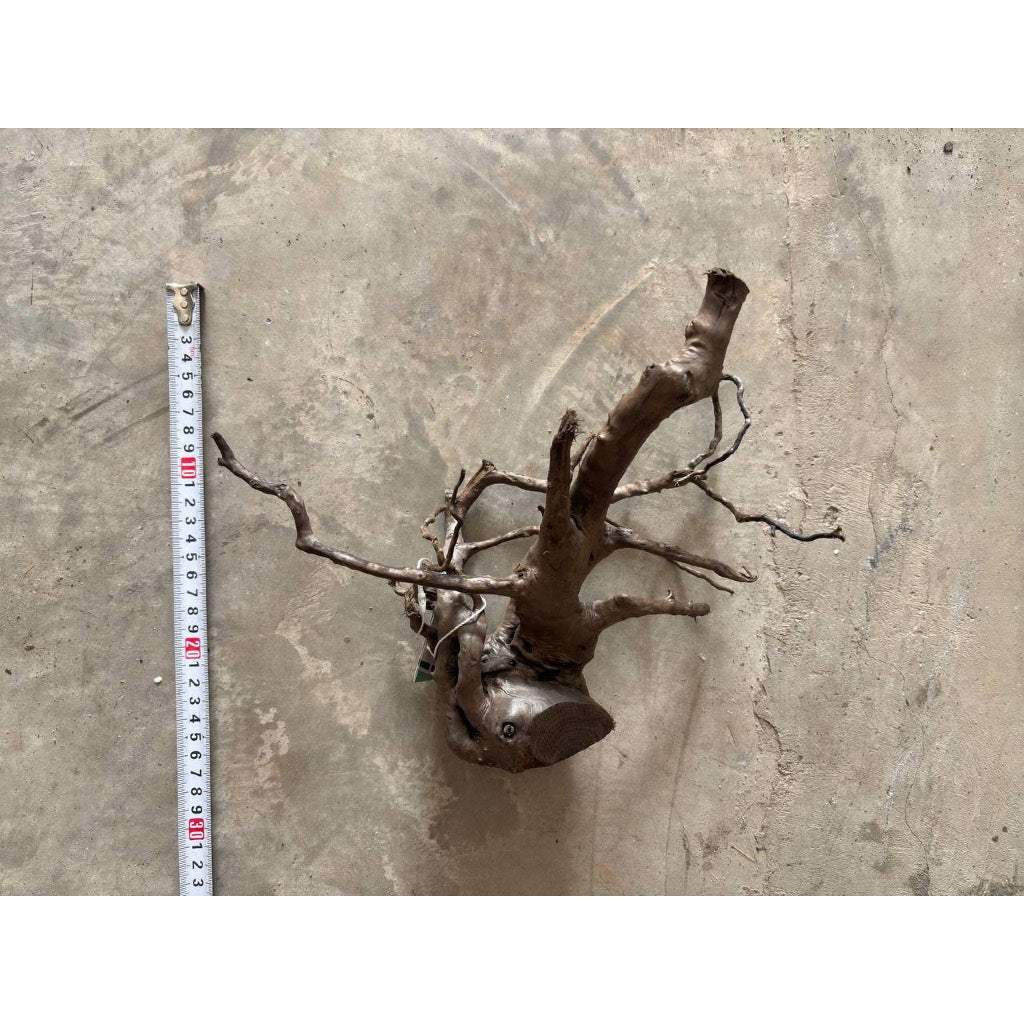Aquatic Farmer Black Spider Driftwood