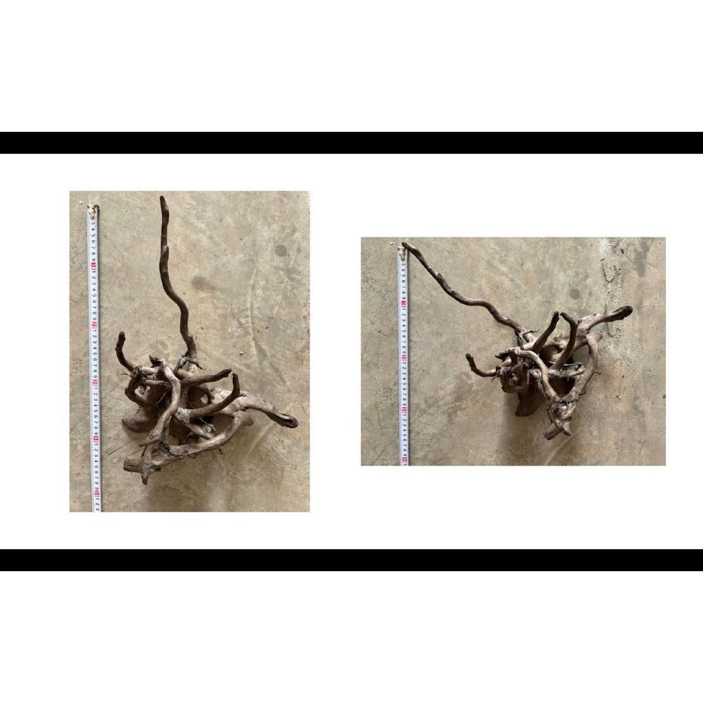 Aquatic Farmer Black Spider Driftwood