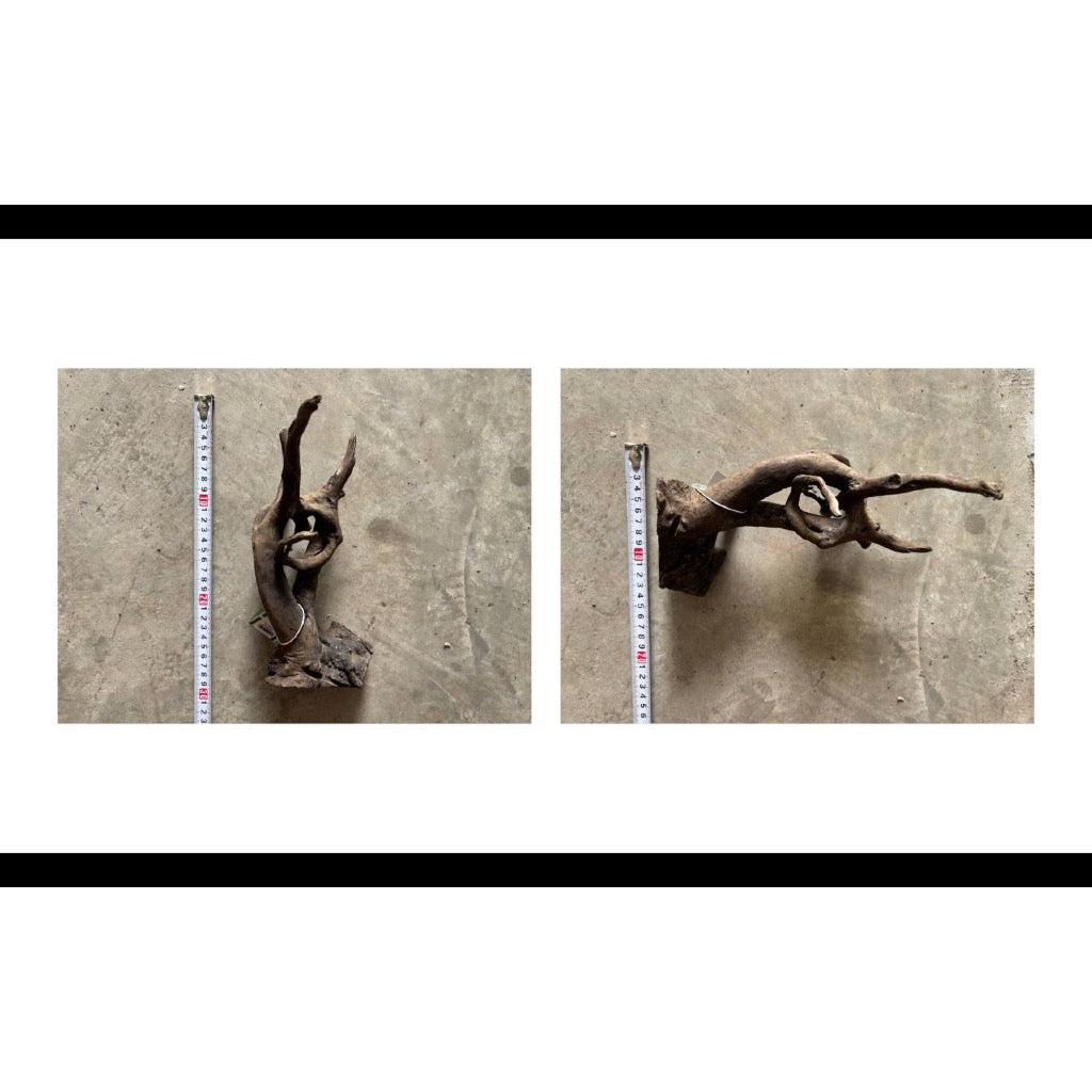 Aquatic Farmer Black Spider Driftwood