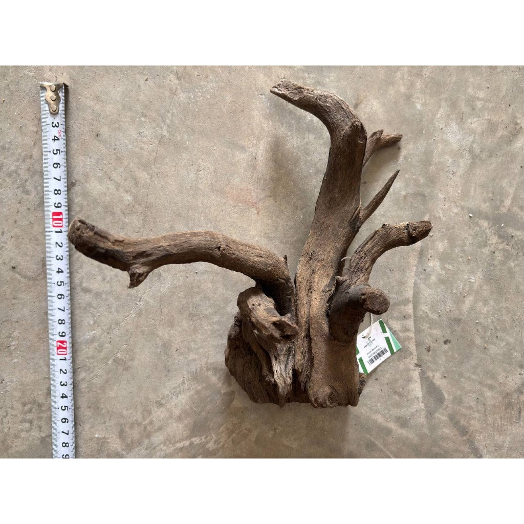 Aquatic Farmer Black Spider Driftwood