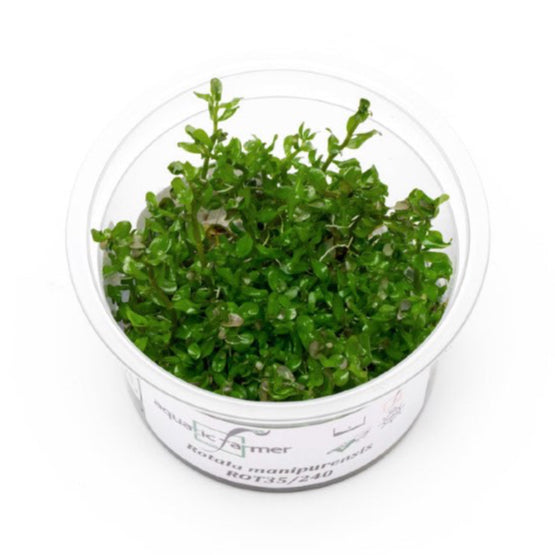 SG READY STOCKS Live Aquatic Tissue Culture Plant by Aquatic Farmer