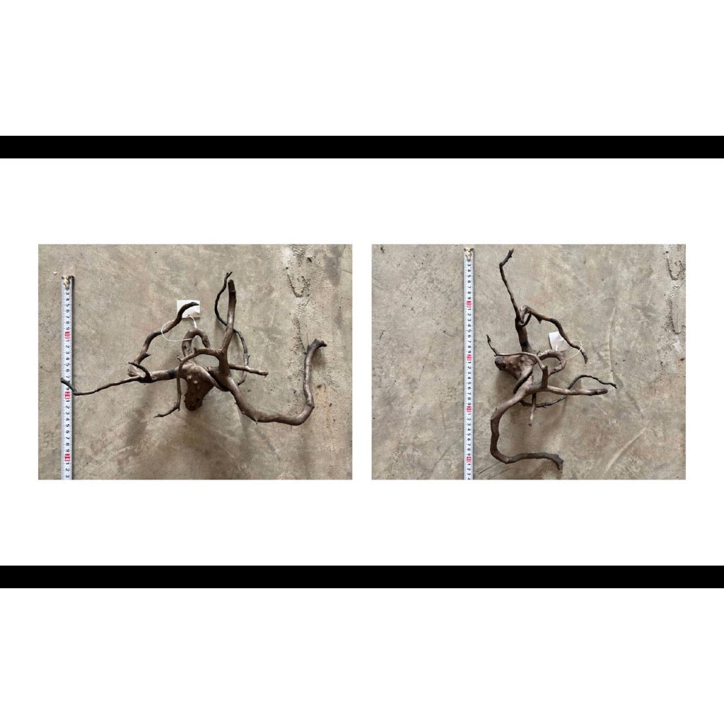 Aquatic Farmer Black Spider Driftwood