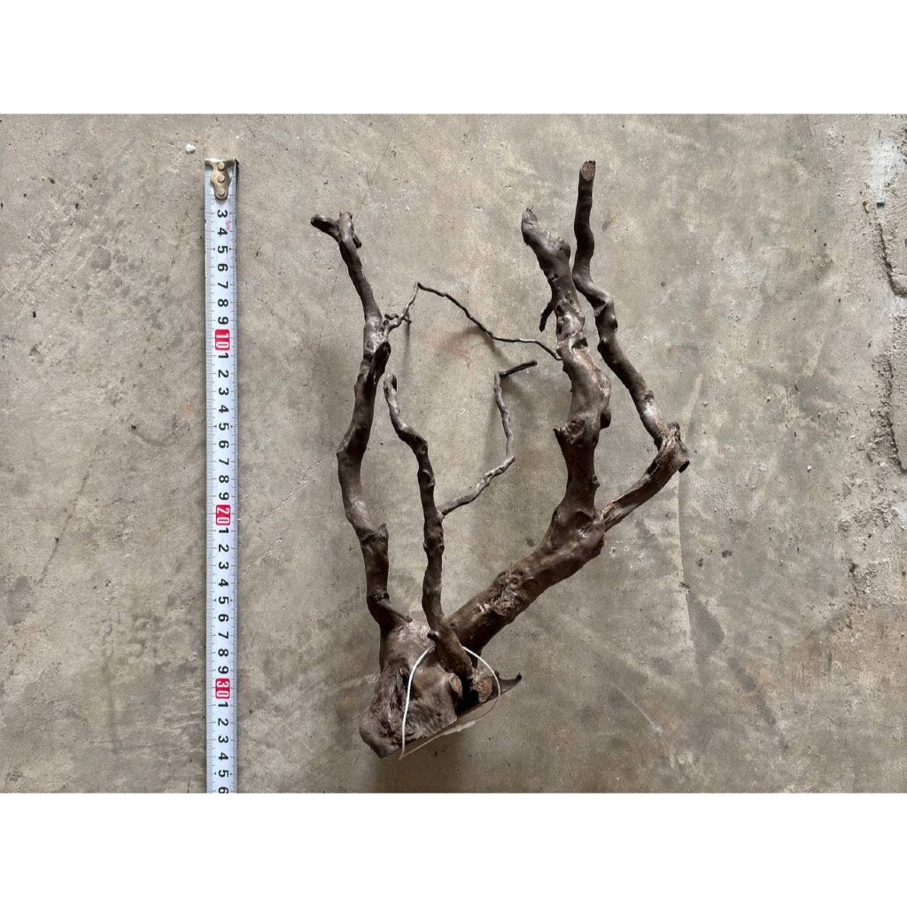 Aquatic Farmer Black Spider Driftwood