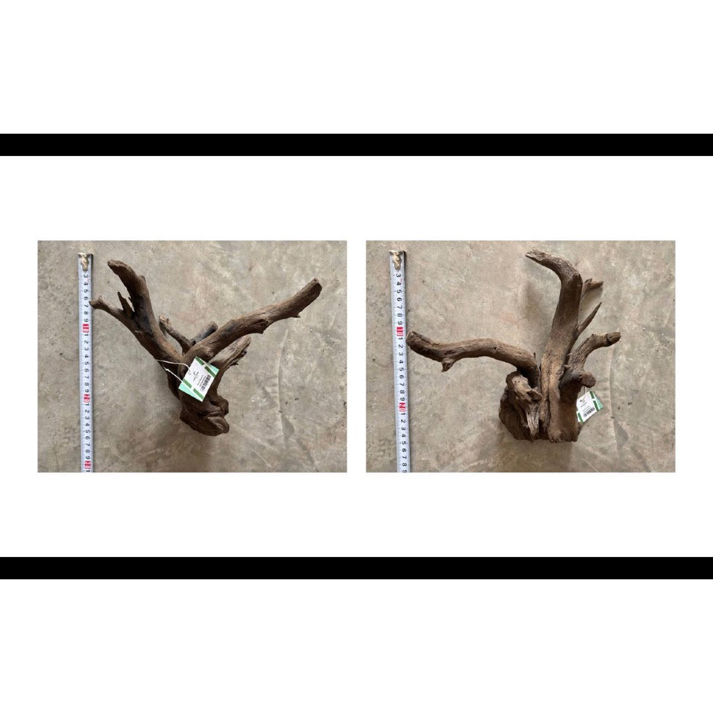 Aquatic Farmer Black Spider Driftwood