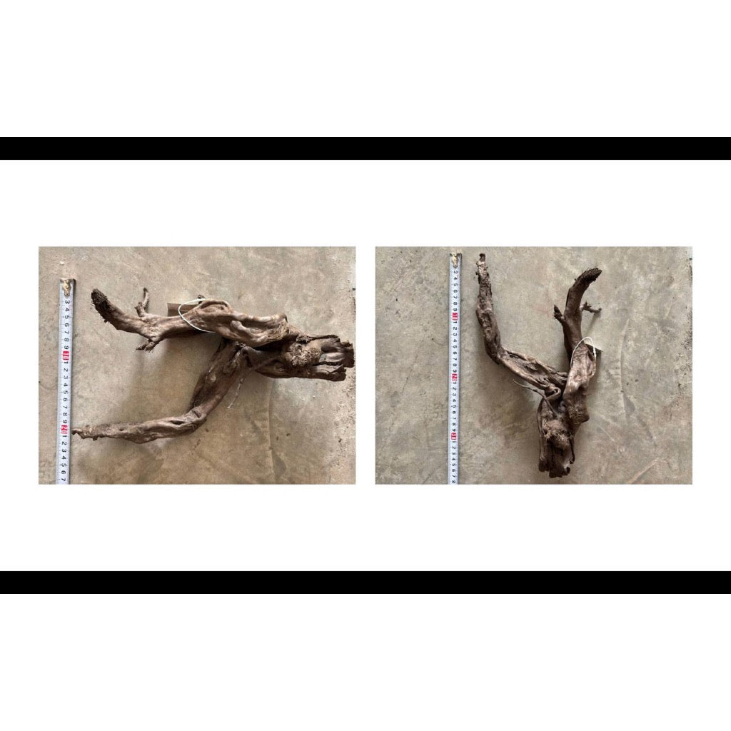Aquatic Farmer Black Spider Driftwood