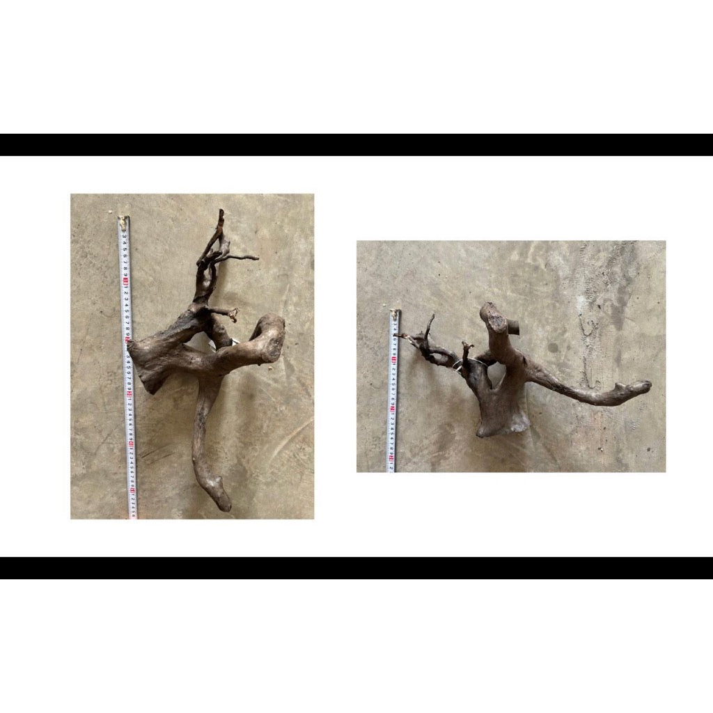 Aquatic Farmer Black Spider Driftwood