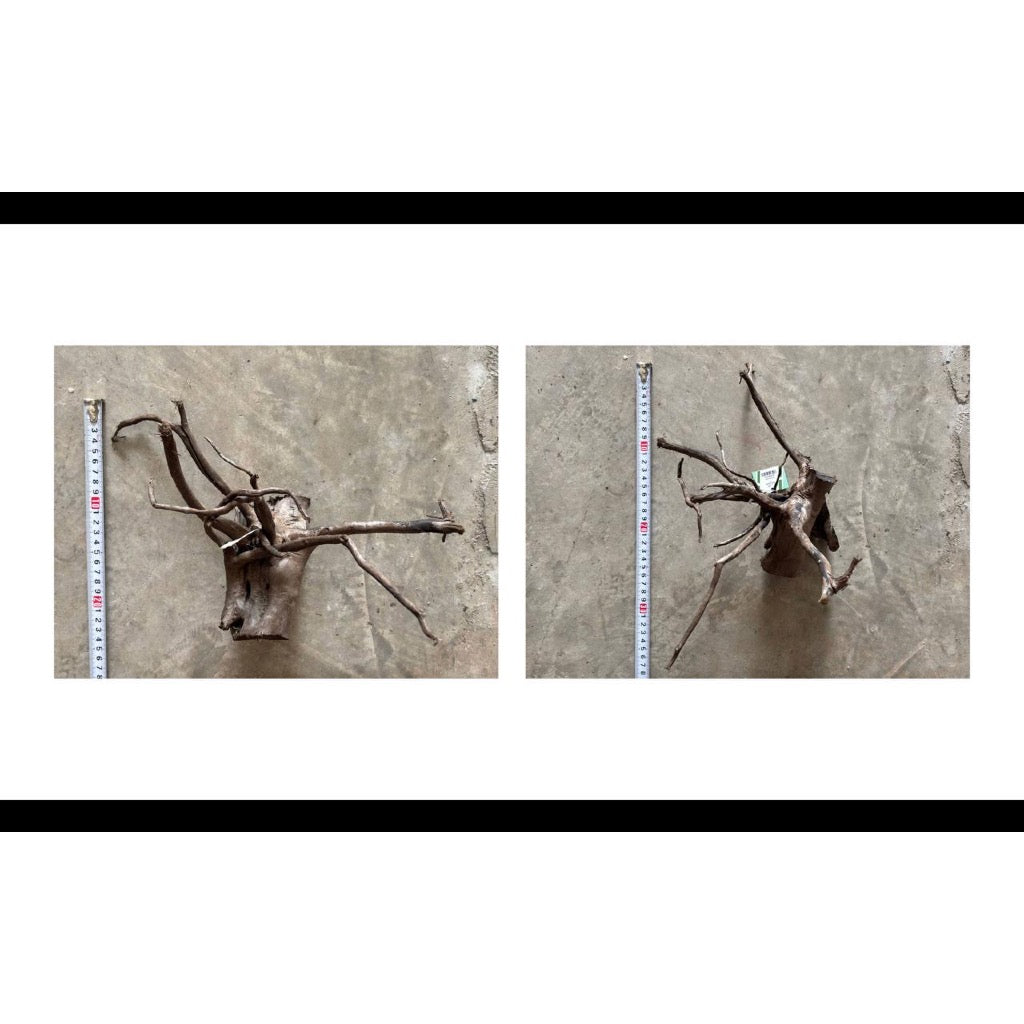 Aquatic Farmer Black Spider Driftwood