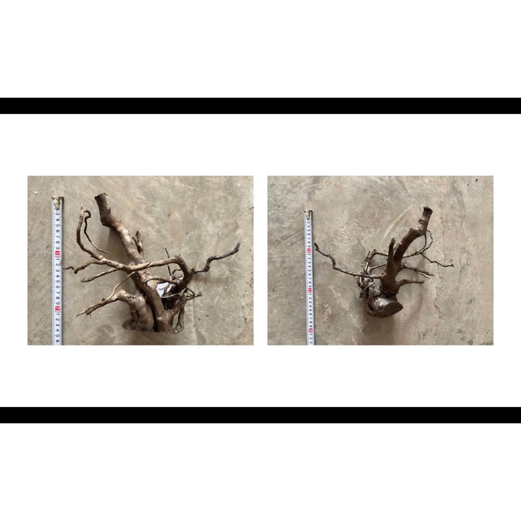 Aquatic Farmer Black Spider Driftwood