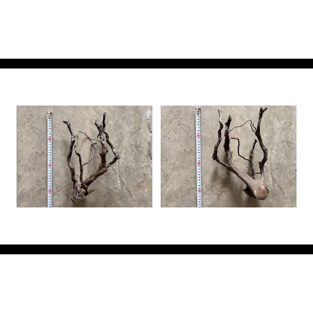 Aquatic Farmer Black Spider Driftwood