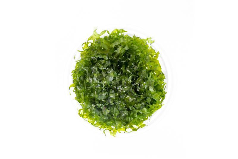 [SG READY STOCKS Live Aquatic Plant] Assorted moss on wire mesh by Aquatic Farmer