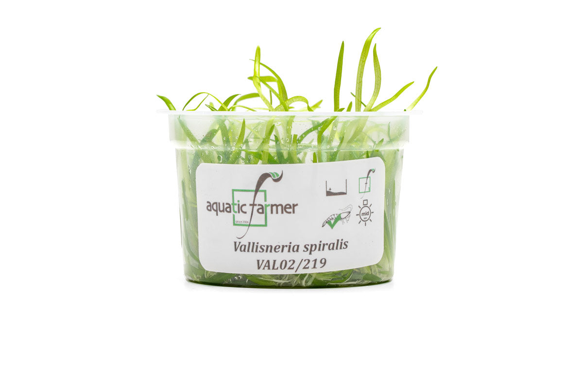 [SG READY STOCKS Live Aquatic Tissue Culture Plant] Vallisneria spiralis by Aquatic Farmer
