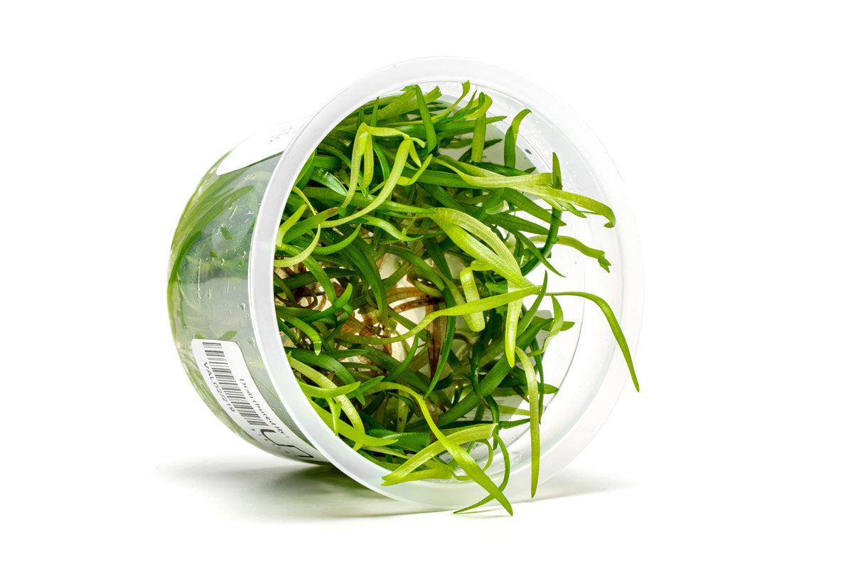[SG READY STOCKS Live Aquatic Tissue Culture Plant] Vallisneria spiralis by Aquatic Farmer